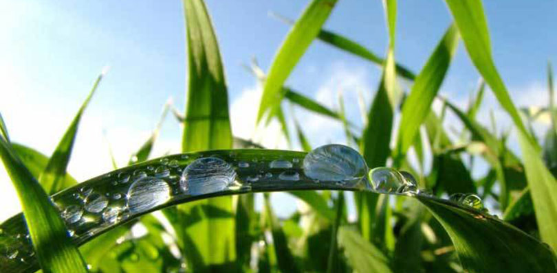 Cool-Season Grasses